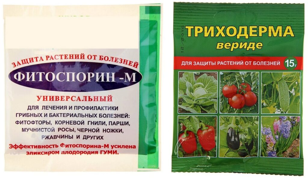 Помидоры