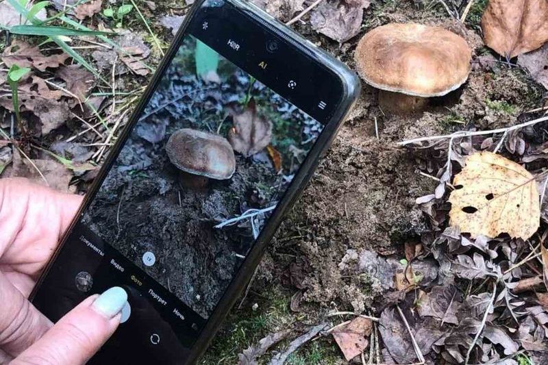 В лесах Витебщины нашли «зуб дьявола» и редкий каштановый гриб