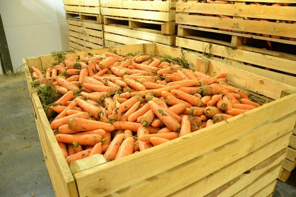 Как сохранить собранную морковь свежей надолго — рабочие способы для дачи и городской квартиры