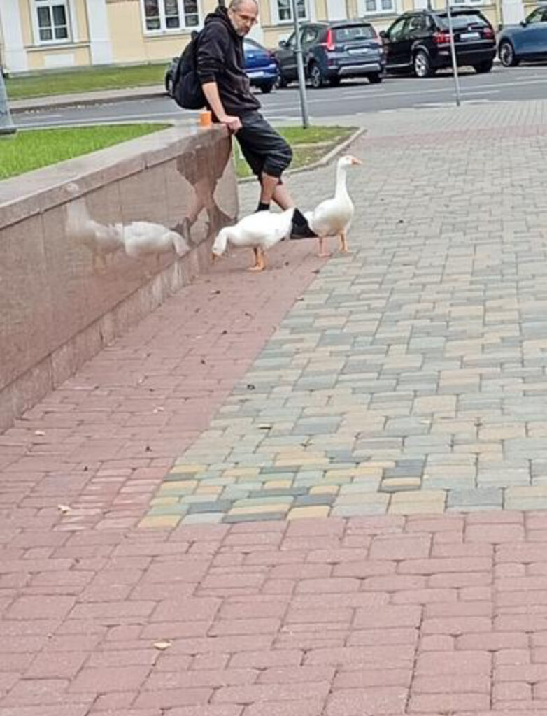 гуси