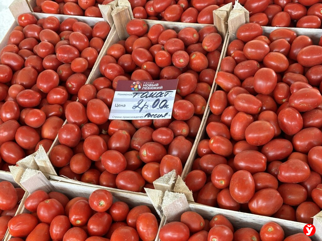помидор