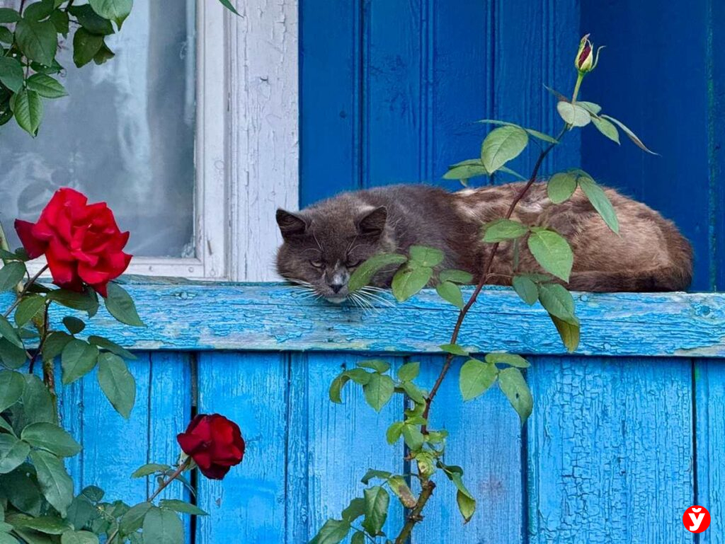 Копыль