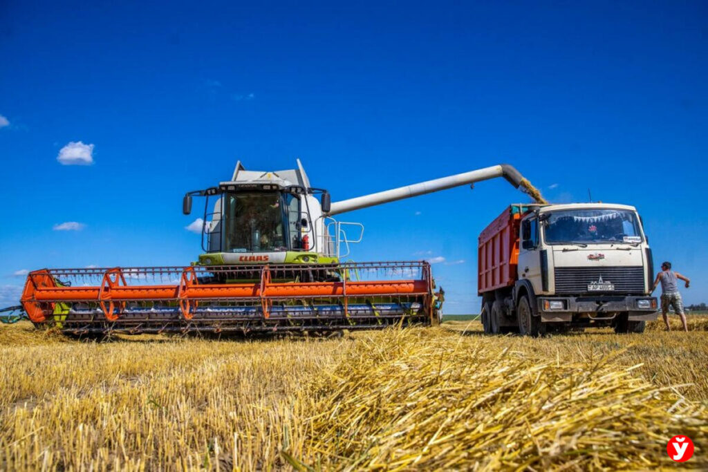 В Беларуси намолотили 8 млн тонн зерна