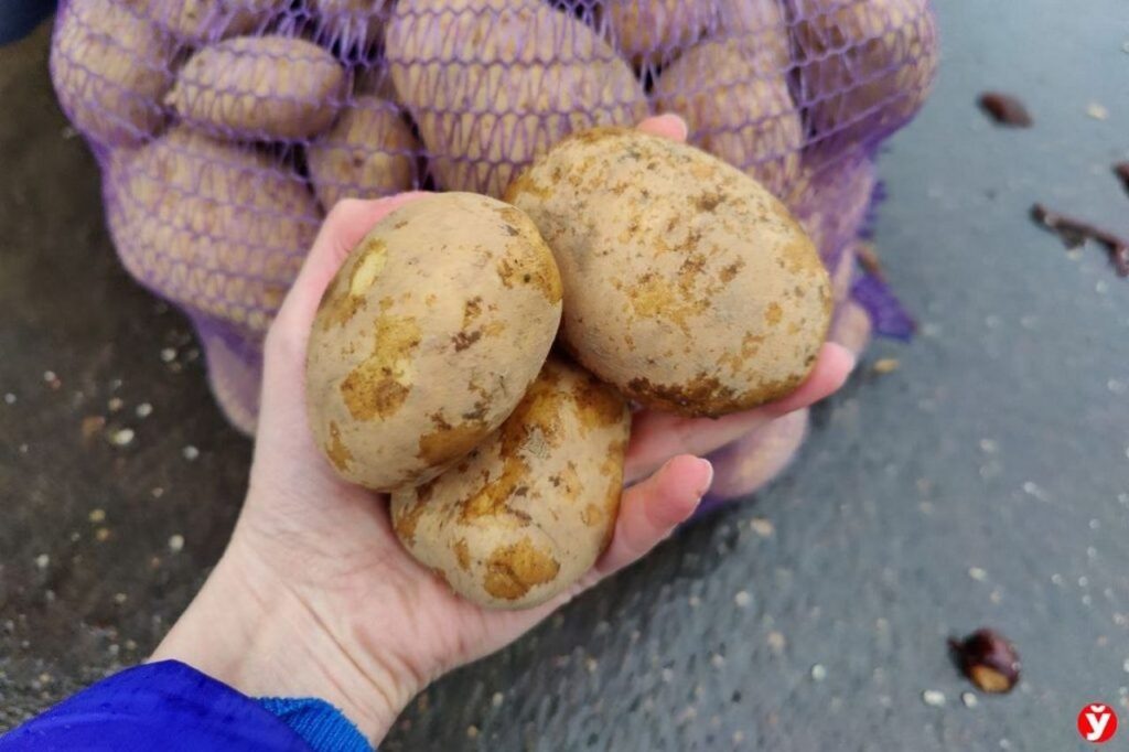 Какой белорусский продукт возьмет с собой Лукашенко в Китай