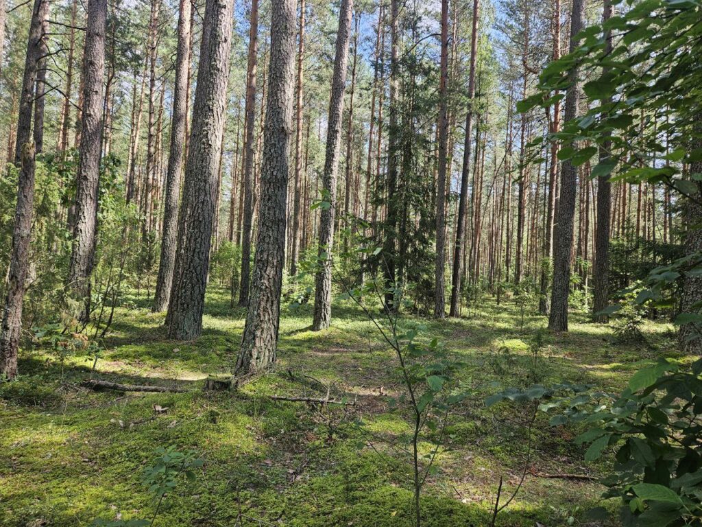Грибной детектив с медведями развернулся в лесу под Молодечно