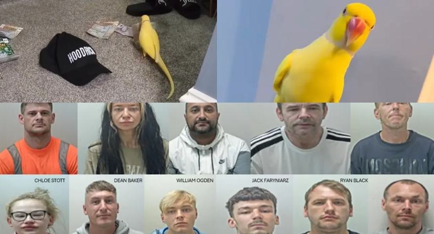 Говорящий попугай сдал наркобанду в Англии