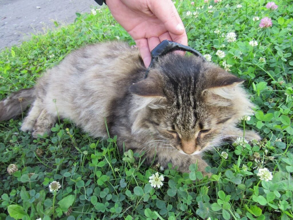Кота-наркокурьера с марихуаной поймали у колонии в Нижегородской области