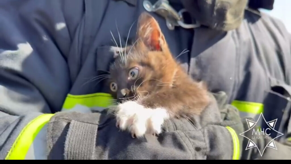 Котенок застрял под капотом авто в Жодино