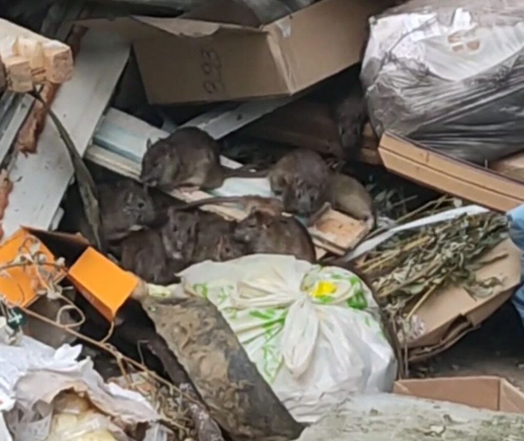 Кишащие крысами горы мусора во дворе показали жители Борисова