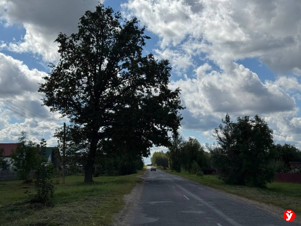 Березино картошка