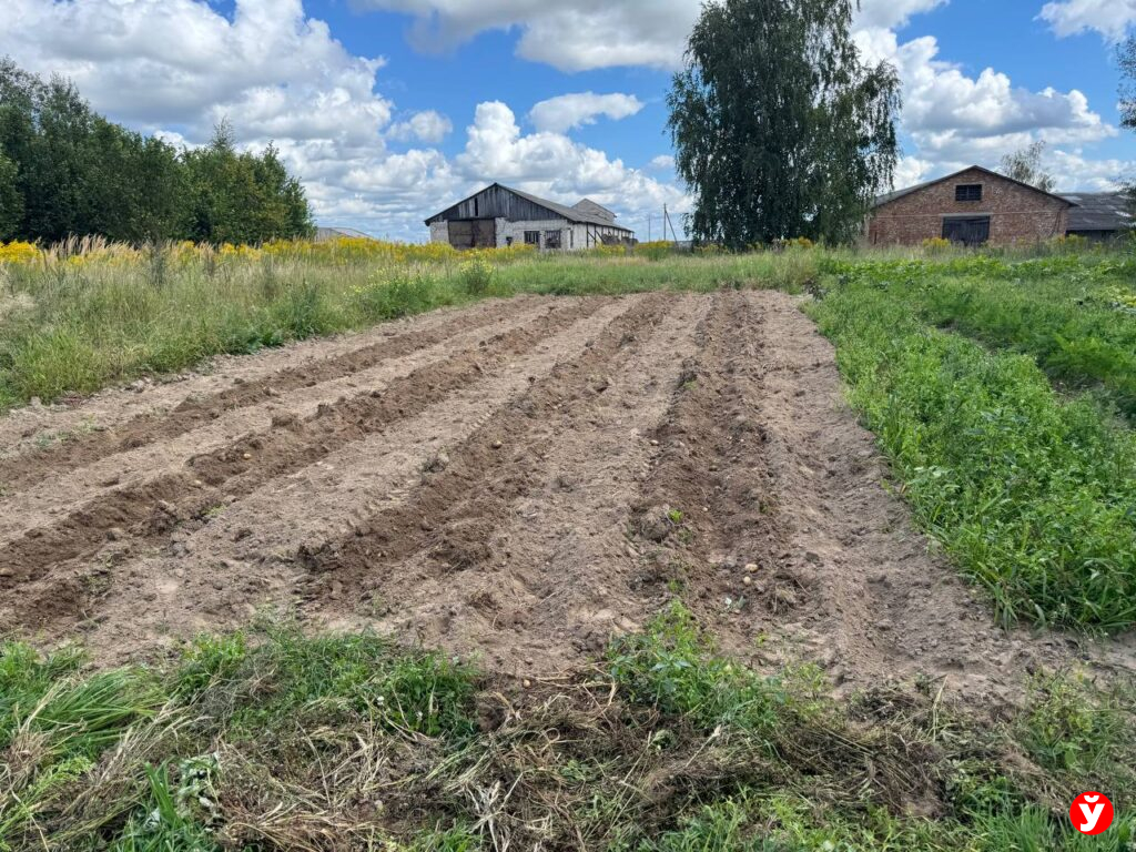 Вторая хлебная страда: в деревне Березинского района уже копают первую картошку