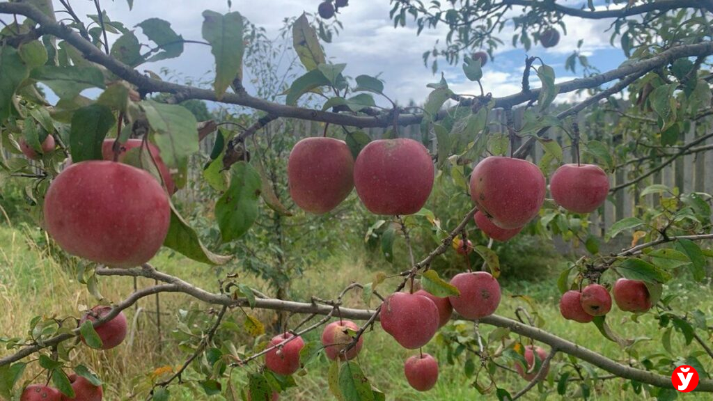 Крупки