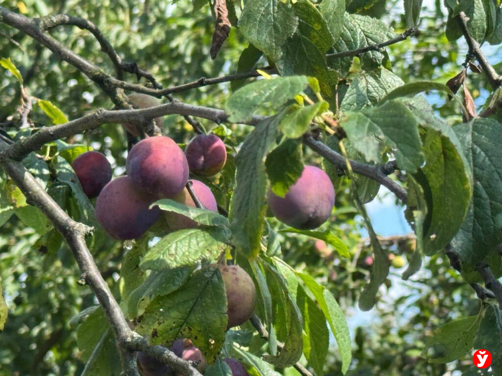 Березино