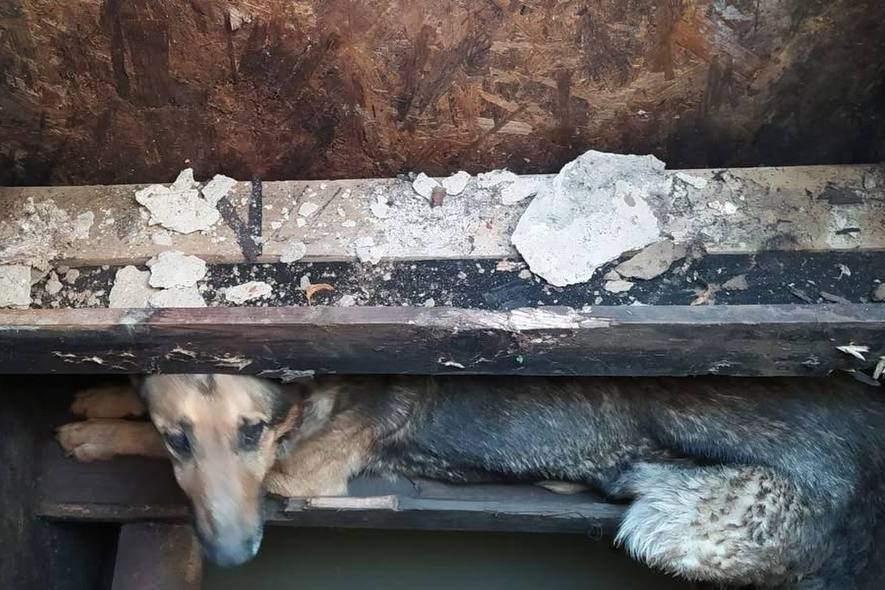 Собаку спасли из колодца в деревне Дзержинского района