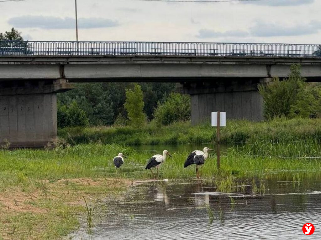 Столбцы