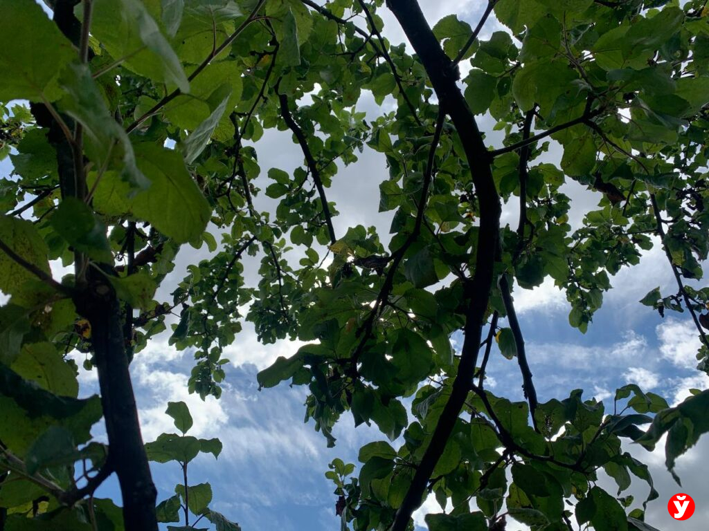 31 августа в Беларуси: грозы на западе, кратковременные дожди и до +32°С