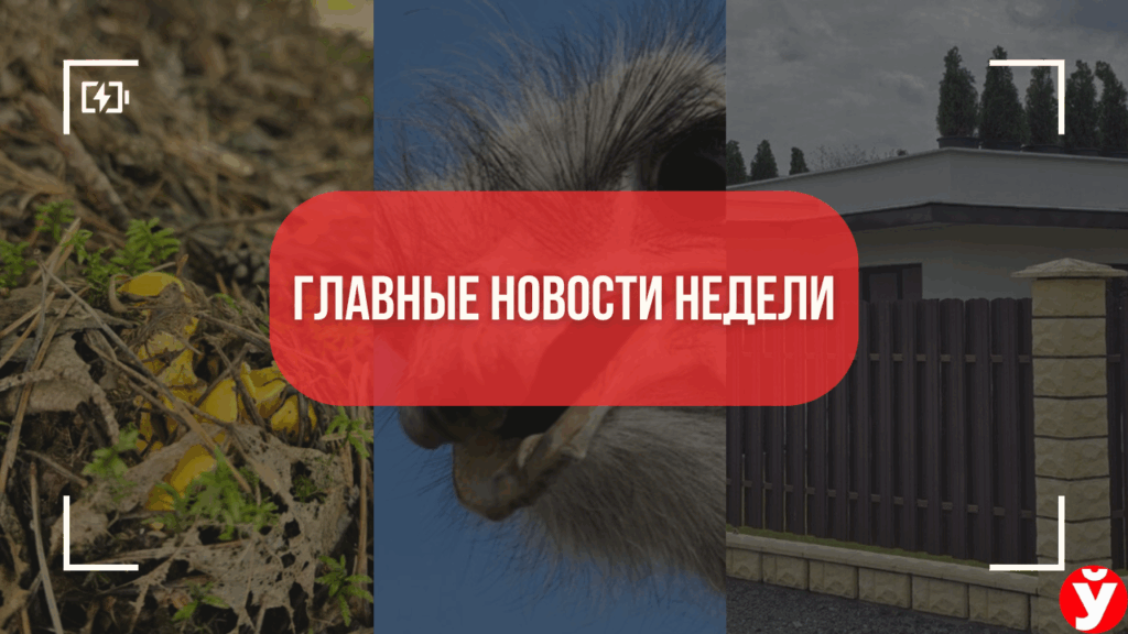 ТОП-5 новостей Минщины: грибной след с медведями, скандал в суде и загадочный дом за $629 000
