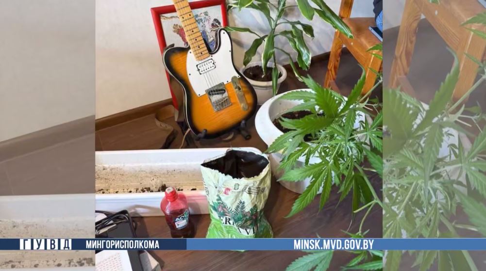 В Минске задержали двух мужчин за выращивание конопли дома
