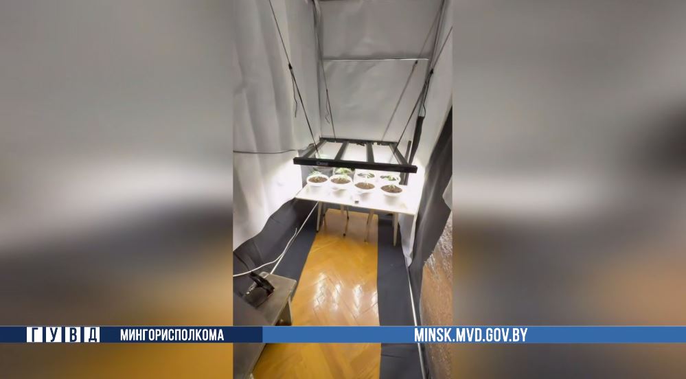 Минчанин превратил квартиру от бабушки в наркоплантацию