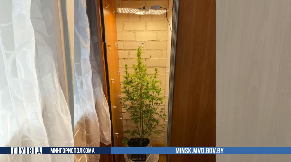 Минчанин устроил «теплицу» в шкафу: в квартире нашли коноплю