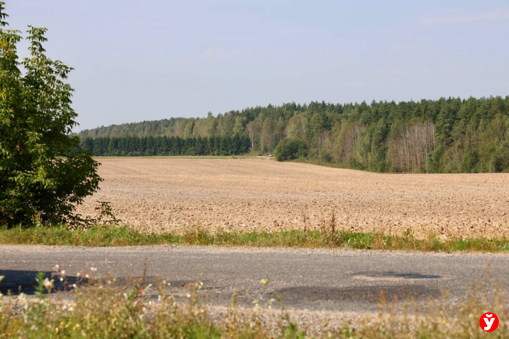 поле