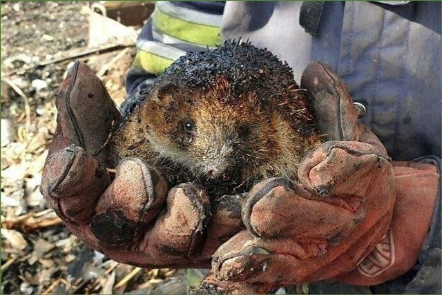 Зачем люди жгут листву. И чем это может закончиться