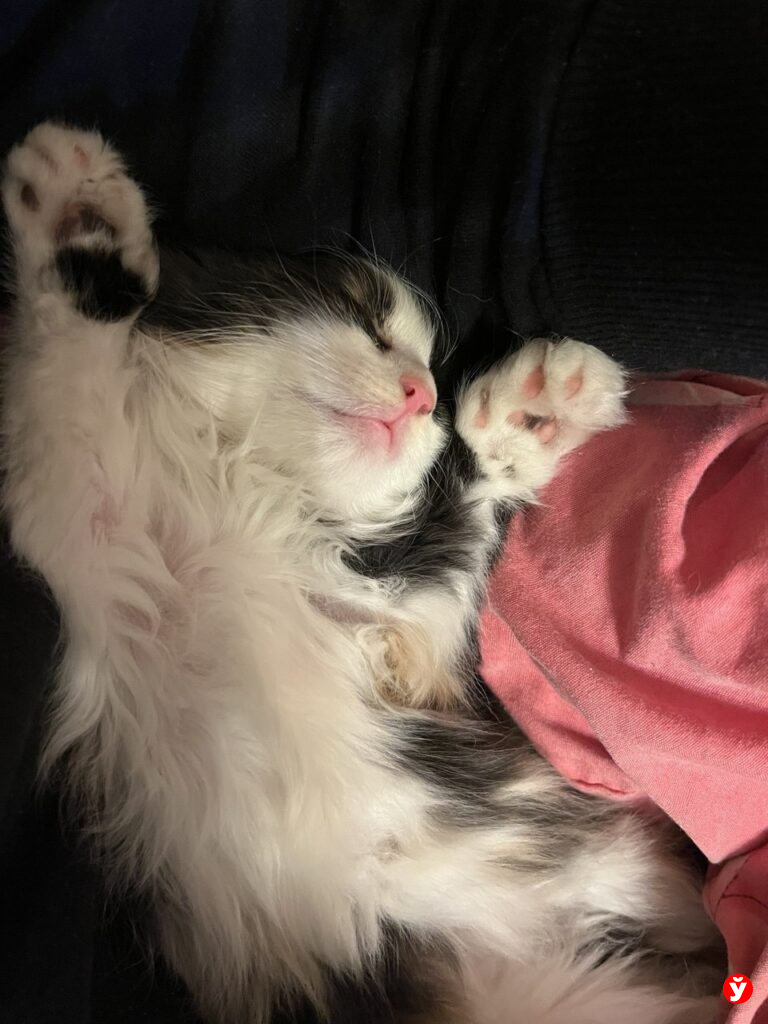 кот спит