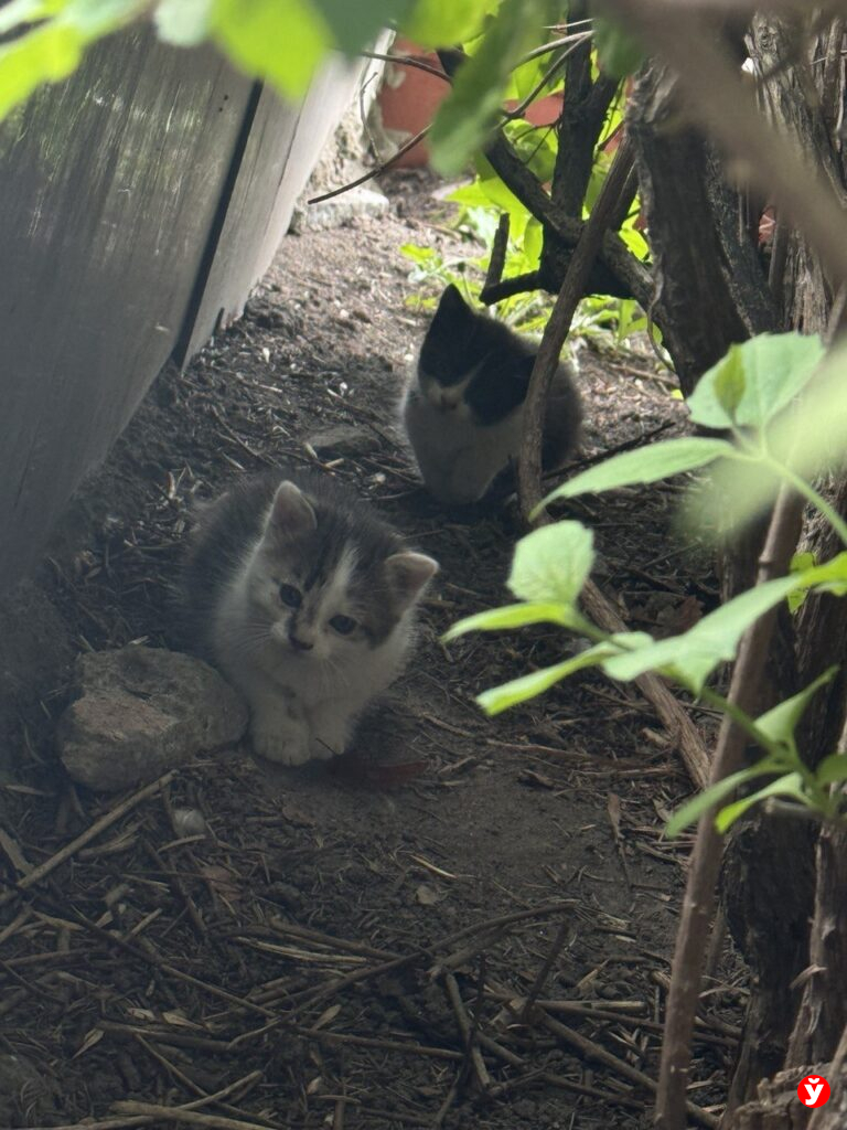 коты в кустах