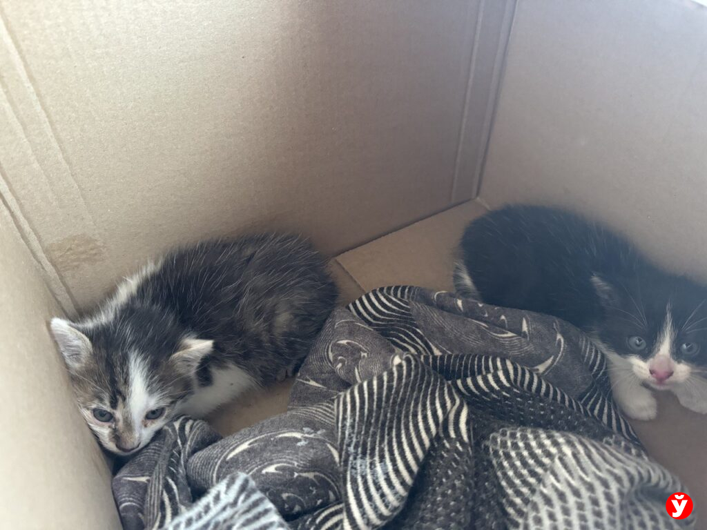 коты в коробке