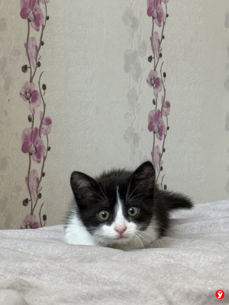 котенок