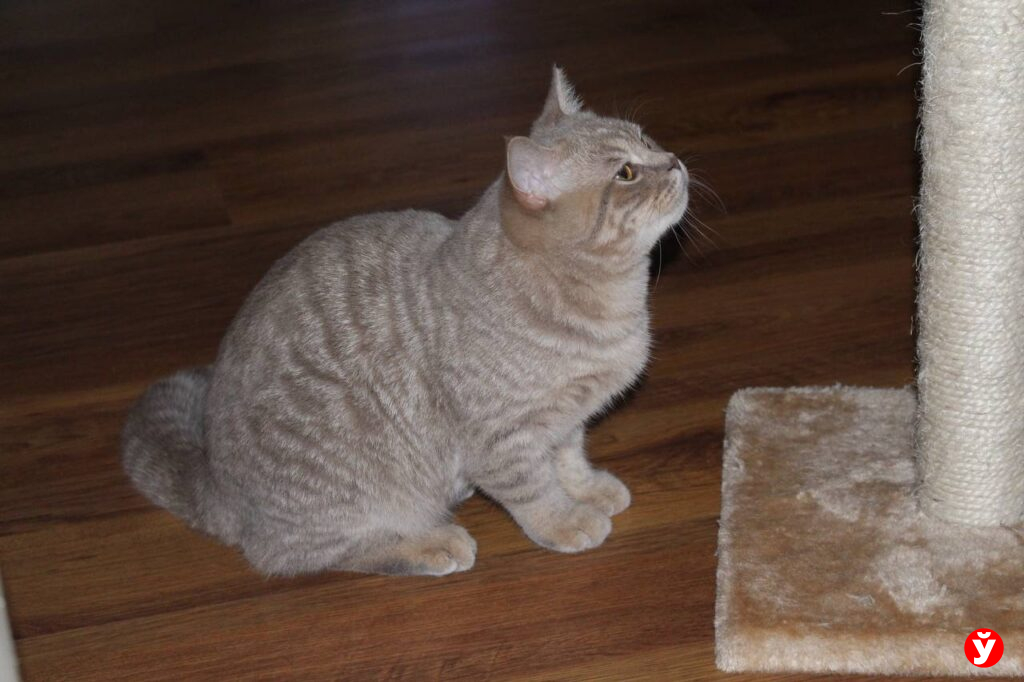 купили кота