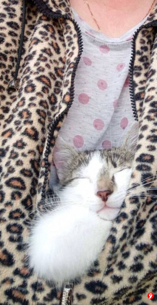 котик 