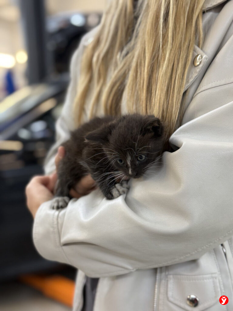 котенок