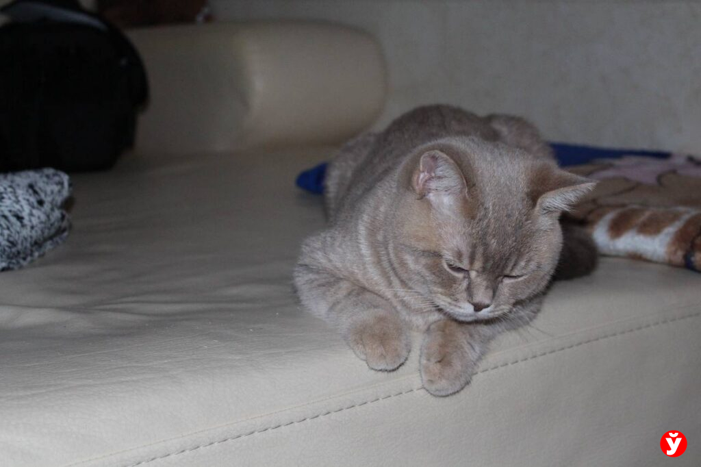 британский кот