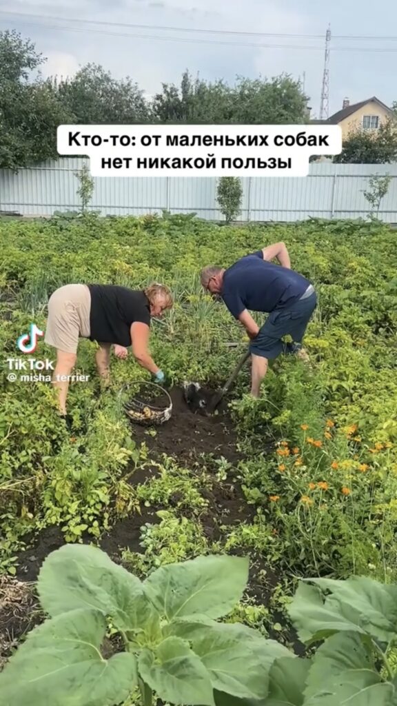 картошка