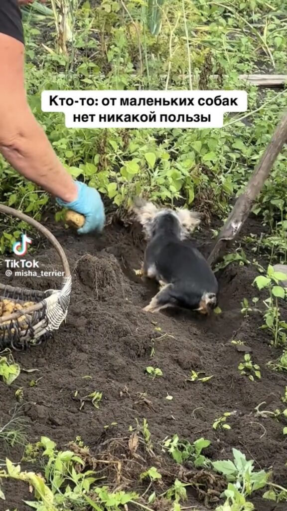 огород