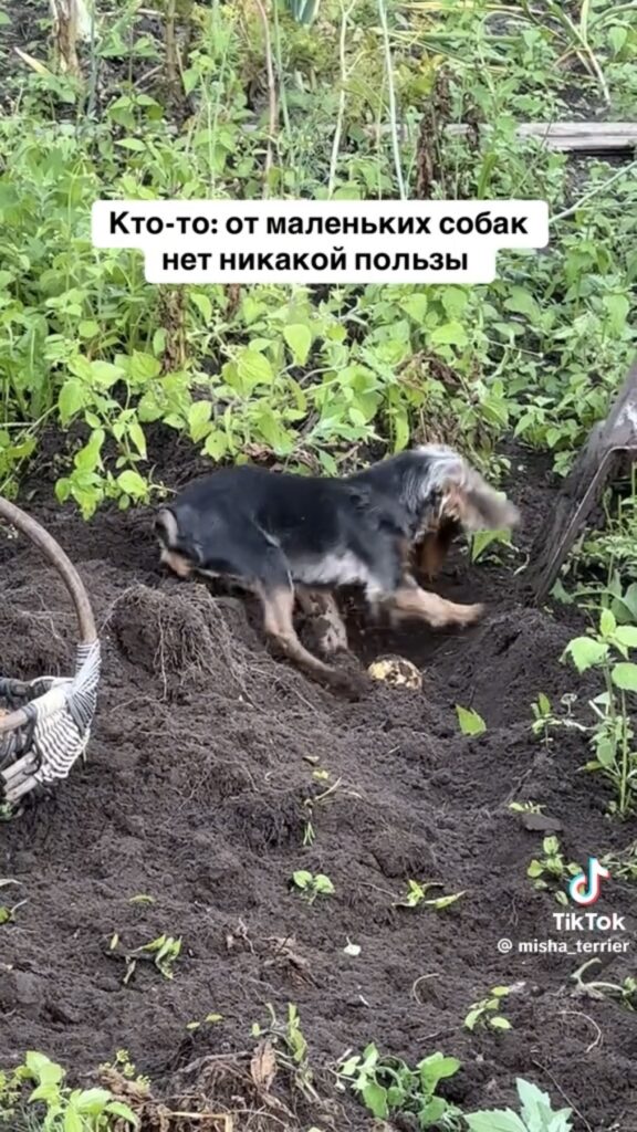 дача
