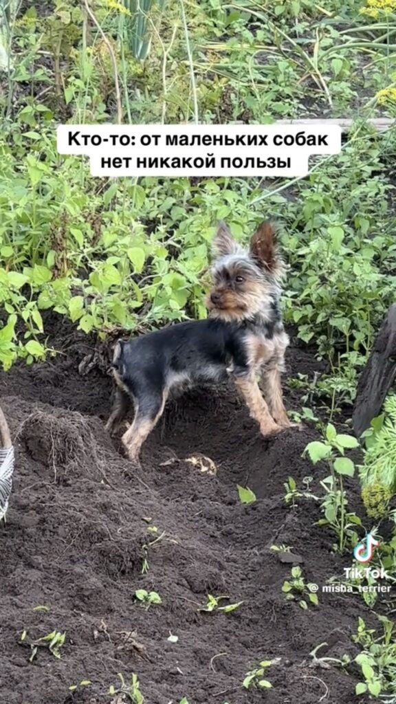 собака