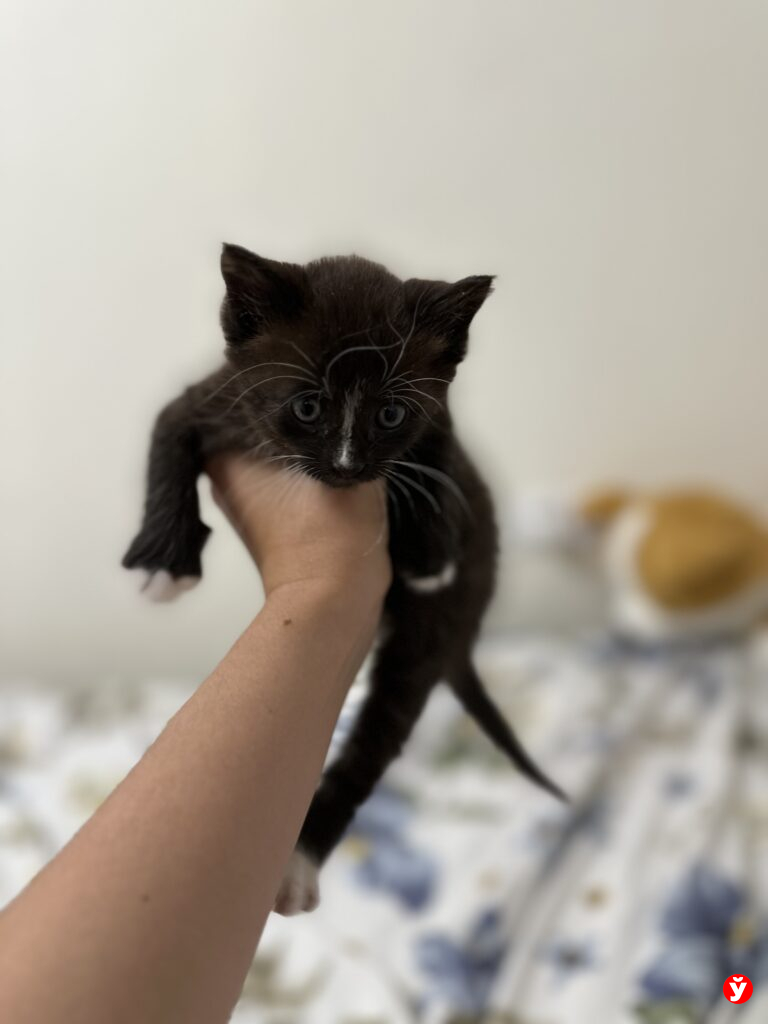 спасли кота