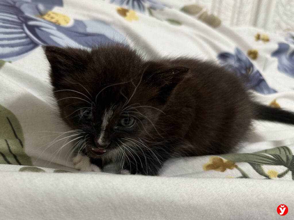 котенок