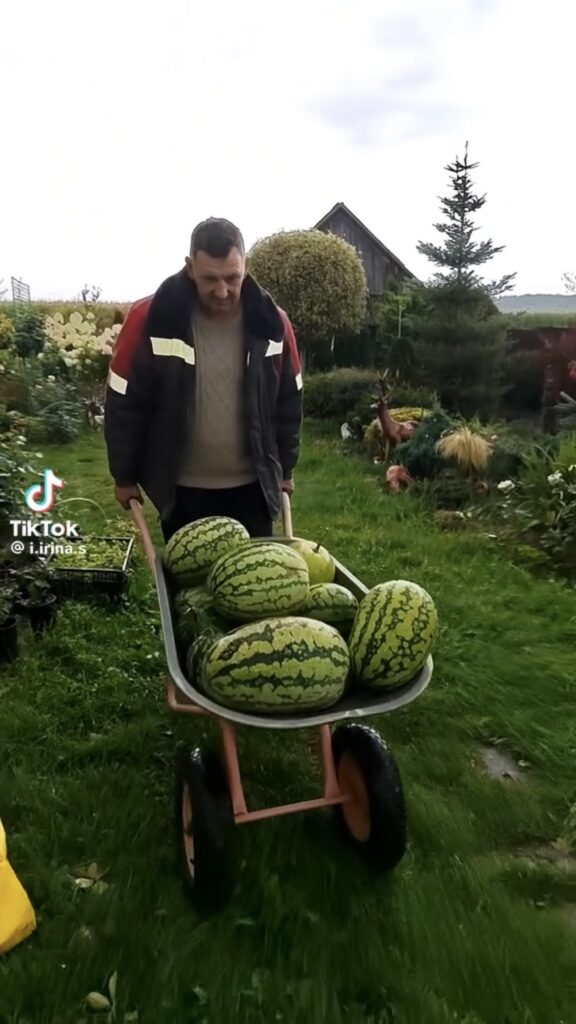 огород