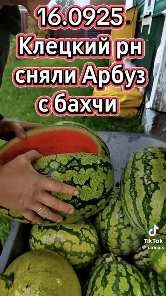 бахча