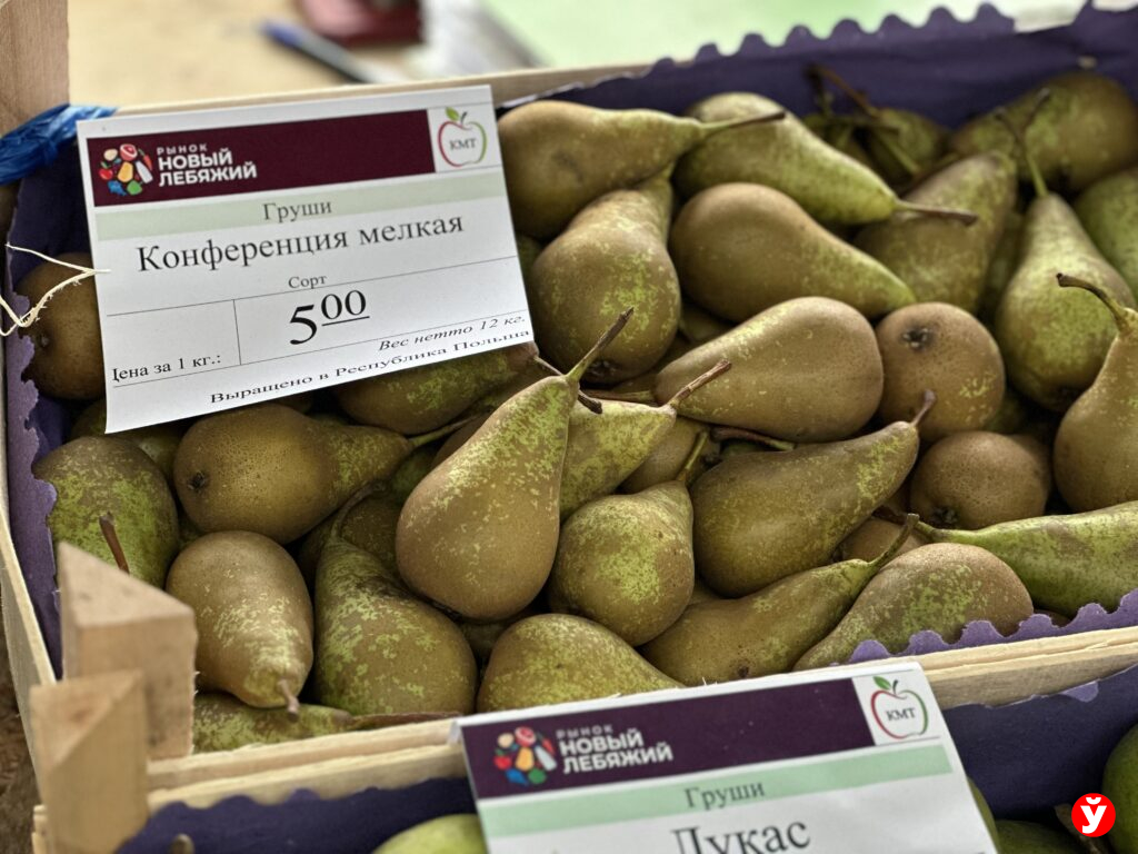 груша конференция
