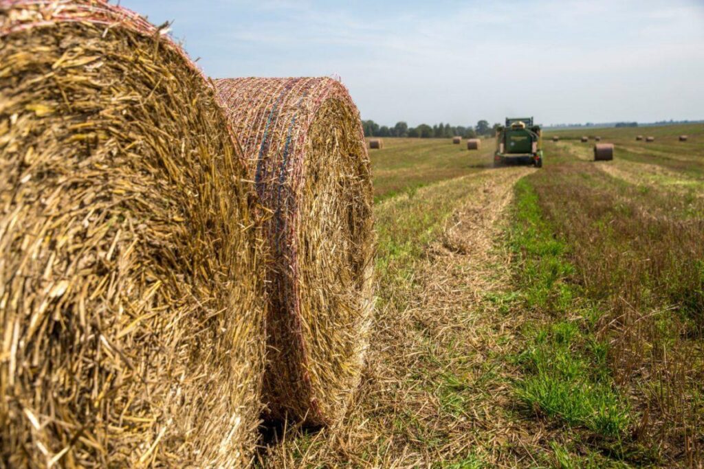 Голосование за лучшую соломенную фигуру Минской области — 2025