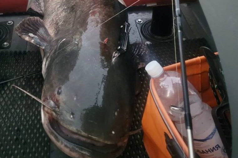 44-килограммовый гигант! На Вилейском водохранилище поймали сома длиной почти 2 метра