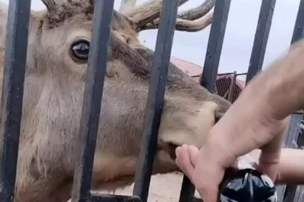Милиция проверяет видео из Минского зоопарка с жестоким обращением с животным