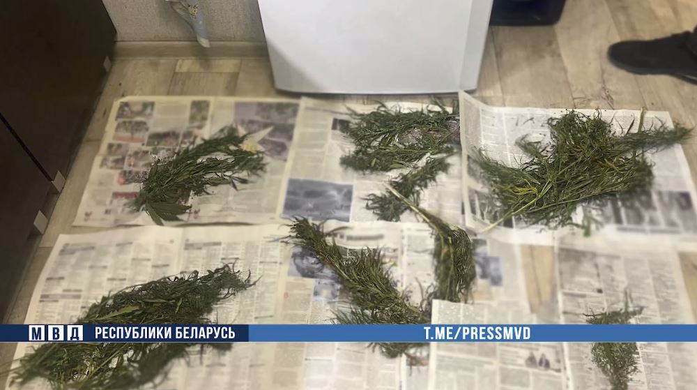 В Бобруйске задержали двух мужчин с килограммом марихуаны