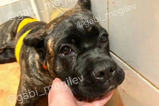 Пьяный мужчина пытался зарезать щенка в Могилеве – собаку спасла случайная прохожая