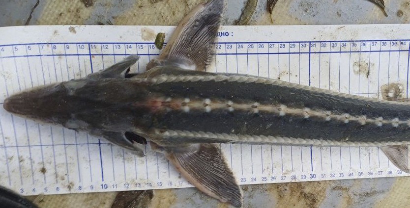 В Азовском море нашли рыбу, которую считали исчезнувшей 70 лет