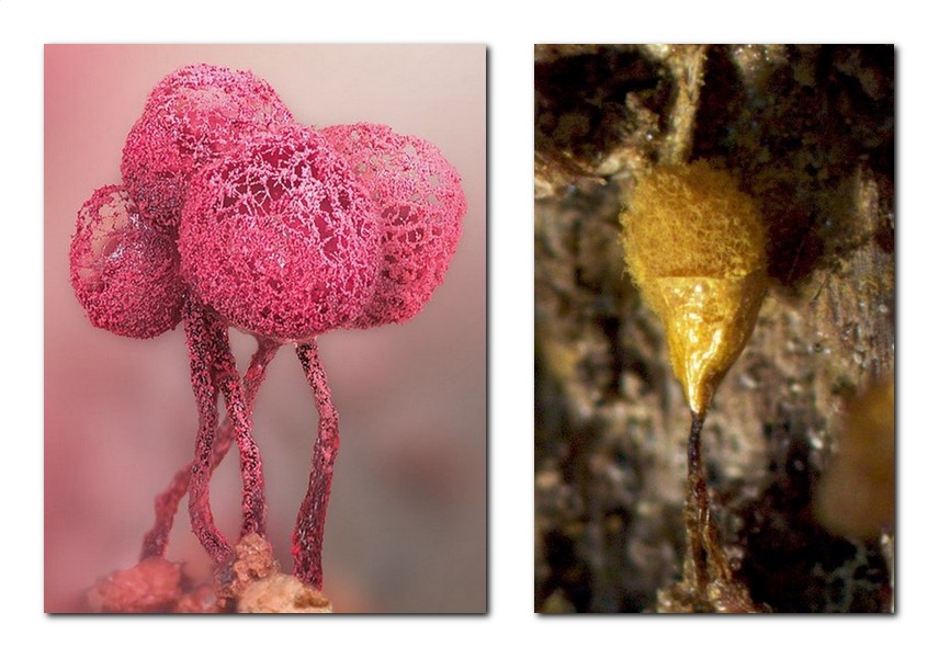 В Беловежской пуще обнаружили редкие для Беларуси виды миксомицетов